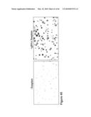 Methods for capturing nascent proteins diagram and image