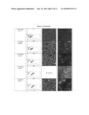 DNase Expression in Recombinant Host Cells diagram and image