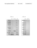 MORAXELLA CATARRHALIS BASB115 POLYPEPTIDES diagram and image