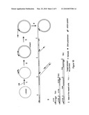 Helicase-dependent amplification of circular nucleic acids diagram and image