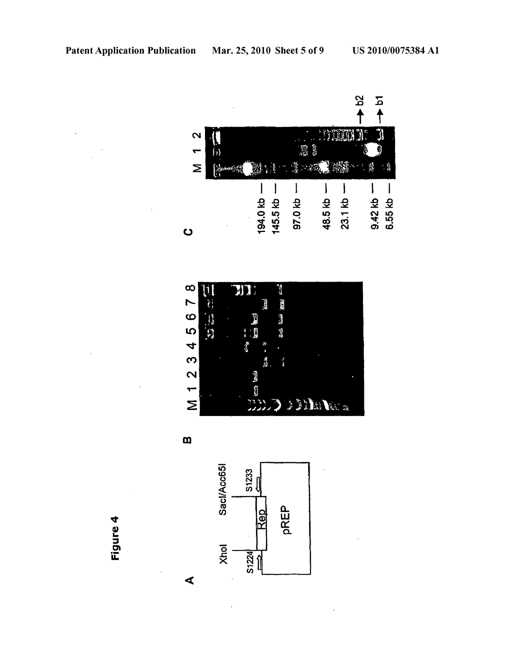 Helicase-dependent amplification of circular nucleic acids - diagram, schematic, and image 06