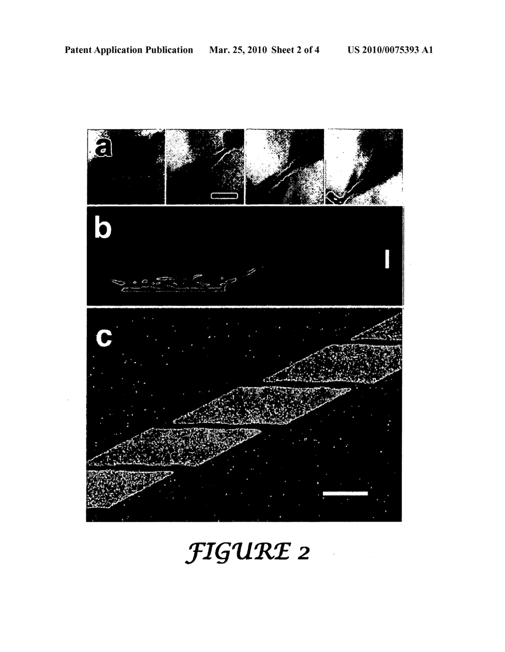 Aqueous microfabrication of functional bioelectronic architectures - diagram, schematic, and image 03