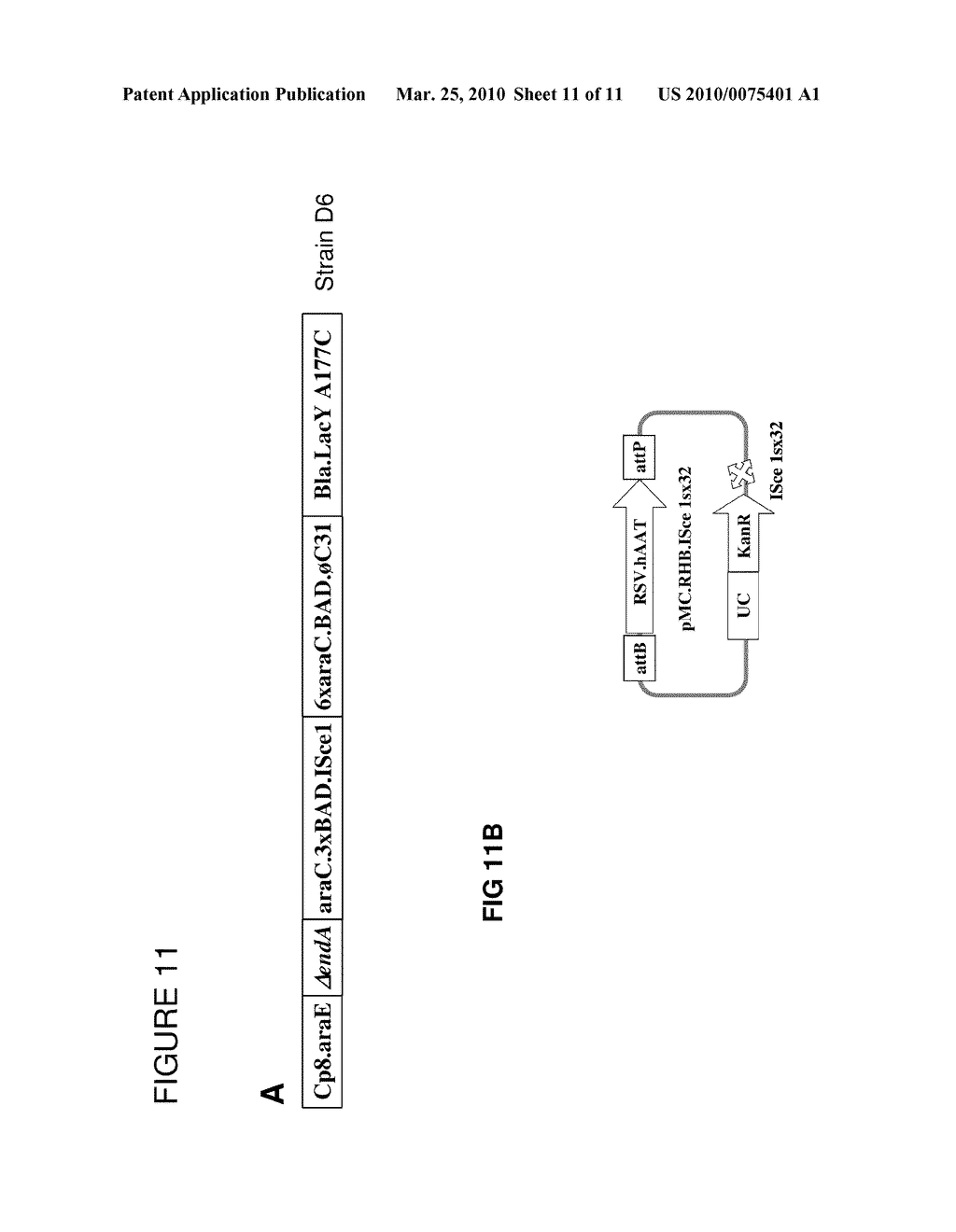 MINICIRCLE DNA VECTOR PREPARATIONS AND METHODS OF MAKING AND USING THE SAME - diagram, schematic, and image 12