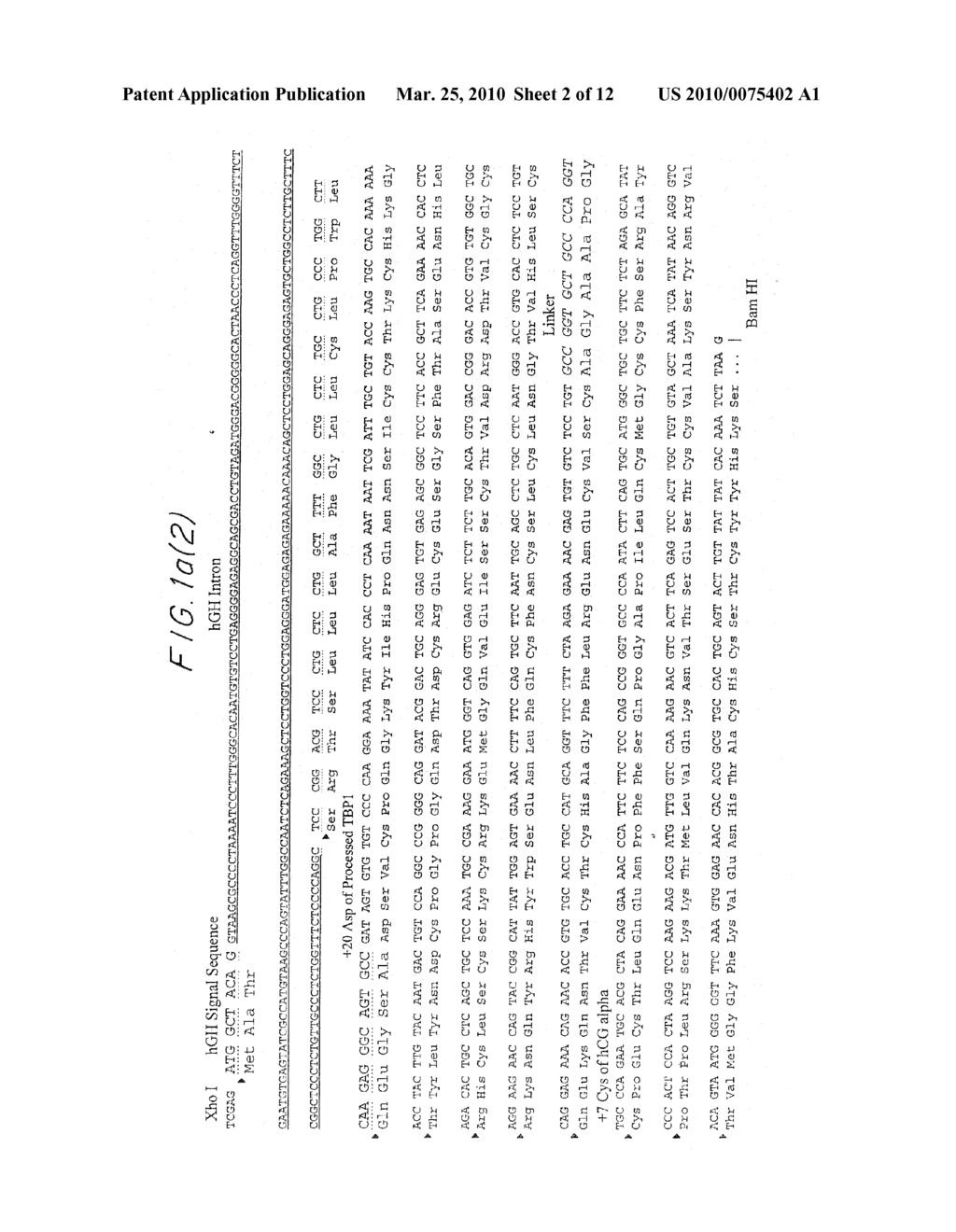 DNA coding for polypeptide fusion - diagram, schematic, and image 03