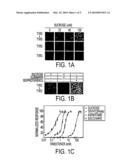 T1R TASTE RECEPTORS AND GENES ENCODING SAME diagram and image