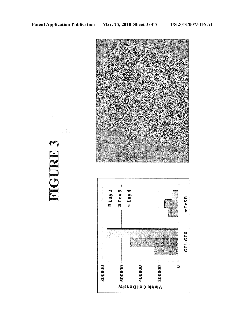 Growth Factor Supplement for Stem Cell Cultures - diagram, schematic, and image 04