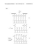 TRANSFECTION MICROARRAYS diagram and image