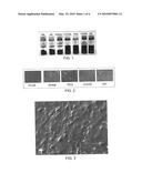 Carbon nanotube composite scaffolds for bone tissue engineering diagram and image
