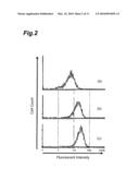 METHOD OF EVALUATING COMPOUND EFFICACIOUS IN TREATING OBESITY BY USING Slc25a10 diagram and image