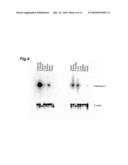 METHOD OF EVALUATING COMPOUND EFFICACIOUS IN TREATING OBESITY BY USING Slc25a10 diagram and image