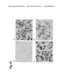 METHOD OF EVALUATING COMPOUND EFFICACIOUS IN TREATING OBESITY BY USING Slc25a10 diagram and image