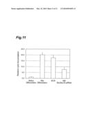 METHOD OF EVALUATING COMPOUND EFFICACIOUS IN TREATING OBESITY BY USING Slc25a10 diagram and image