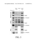 Modulators of RNF5 and Uses Thereof diagram and image