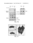 Modulators of RNF5 and Uses Thereof diagram and image