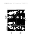 COMPOSITIONS AND METHODS FOR THE EXPRESSION OF NUCLEIC ACIDS diagram and image