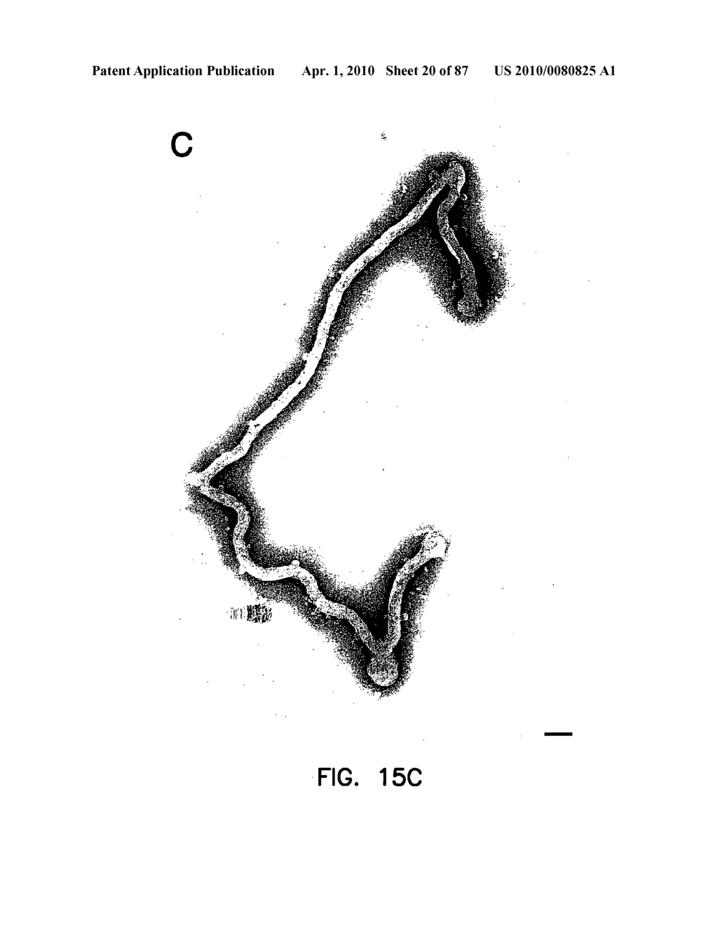 FILOVIRUS VECTORS AND NONINFECTIOUS FILOVIRUS-BASED PARTICLES - diagram, schematic, and image 21