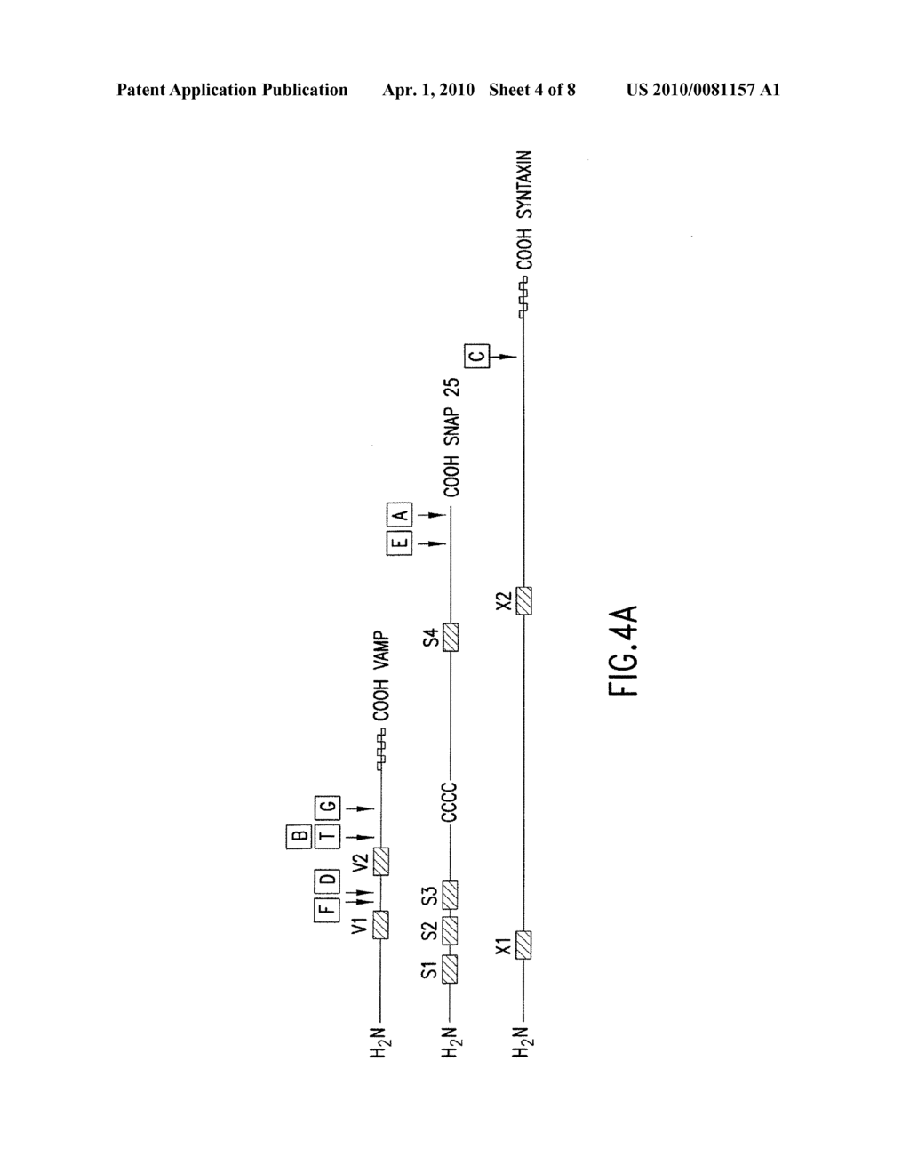 FRET PROTEASE ASSAYS FOR CLOSTRIDIAL TOXINS - diagram, schematic, and image 05