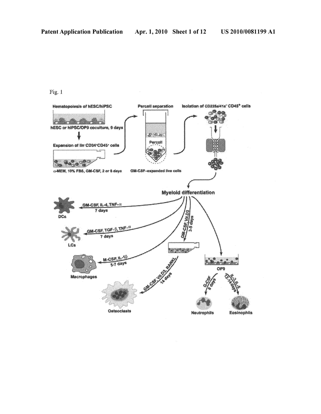 Generation of mature myelomonocytic cells through expansion and differentiation of pluripotent stem cell-derived lin-CD34+CD43+CD45+progenitors - diagram, schematic, and image 02