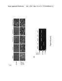 Oncogenic-RAS-signal dependent lethal compounds diagram and image