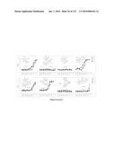 Oncogenic-RAS-signal dependent lethal compounds diagram and image