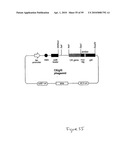 Ligand diagram and image