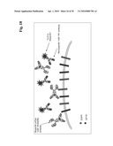 BISPECIFIC ANTI-EGFR/ANTI-IGF-1R ANTIBODIES diagram and image