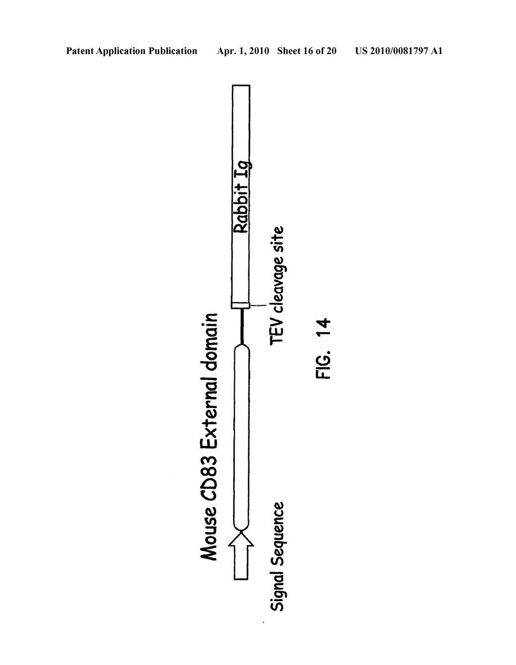 Manipulation of Cytokine Levels Using CD83 Gene Products - diagram, schematic, and image 17