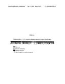 COMPOSITIONS AND METHODS FOR ASSAYING MARKERS TIGHTLY LINKED TO RESISTANCE LOCUS Bs2 OF PEPPER diagram and image