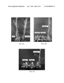 Transcription Factor Sequences for Conferring Advantageous Properties to Plants diagram and image