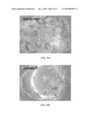 Transcription Factor Sequences for Conferring Advantageous Properties to Plants diagram and image