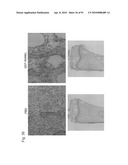 OSTEOPENIA ANIMAL MODEL diagram and image