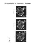 OSTEOPENIA ANIMAL MODEL diagram and image