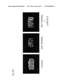 OSTEOPENIA ANIMAL MODEL diagram and image