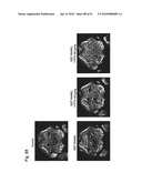 OSTEOPENIA ANIMAL MODEL diagram and image