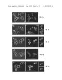 METHOD FOR GENERATING PLURIPOTENT STEM CELLS diagram and image