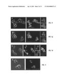 METHOD FOR GENERATING PLURIPOTENT STEM CELLS diagram and image