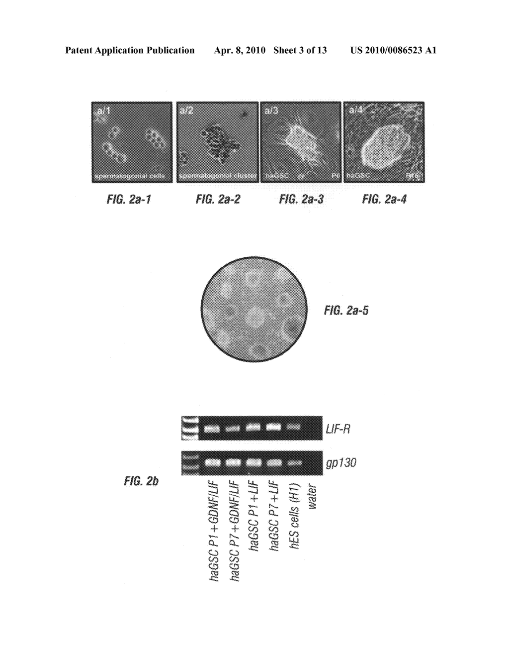 METHOD FOR GENERATING PLURIPOTENT STEM CELLS - diagram, schematic, and image 04