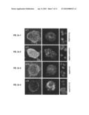 METHOD FOR GENERATING PLURIPOTENT STEM CELLS diagram and image