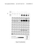 LAGLIDADG HOMING ENDONUCLEASE VARIANTS HAVING NOVEL SUBSTRATE SPECIFICITY AND USE THEREOF diagram and image