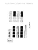 LAGLIDADG HOMING ENDONUCLEASE VARIANTS HAVING NOVEL SUBSTRATE SPECIFICITY AND USE THEREOF diagram and image