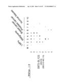 POLYNUCLEOTIDES AND POLYPEPTIDE SEQUENCES INVOLVED IN CANCER diagram and image