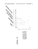 POLYNUCLEOTIDES AND POLYPEPTIDE SEQUENCES INVOLVED IN CANCER diagram and image