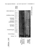 POLYNUCLEOTIDES AND POLYPEPTIDE SEQUENCES INVOLVED IN CANCER diagram and image