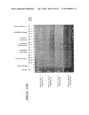 POLYNUCLEOTIDES AND POLYPEPTIDE SEQUENCES INVOLVED IN CANCER diagram and image