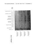 POLYNUCLEOTIDES AND POLYPEPTIDE SEQUENCES INVOLVED IN CANCER diagram and image