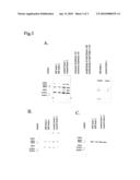 Method and preparations for the diagnosis and therapy of multiple sclerosis and immune demyelinating polyneuropathy diagram and image