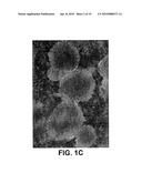 COMPOSITION AND METHOD FOR PREPARING STABLE UNILAMELLAR LIPOSOMAL SUSPENSION diagram and image