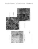 MATERIALS AND METHODS FOR ENHANCED DEGRADATION OF MUTANT PROTEINS ASSOCIATED WITH HUMAN DISEASE diagram and image