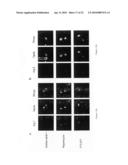 MATERIALS AND METHODS FOR ENHANCED DEGRADATION OF MUTANT PROTEINS ASSOCIATED WITH HUMAN DISEASE diagram and image