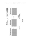 Methods, Agents, and Compound Screening Assays for Inducing Differentiation of Undifferentiated Mammalian Cells into Osteoblasts diagram and image